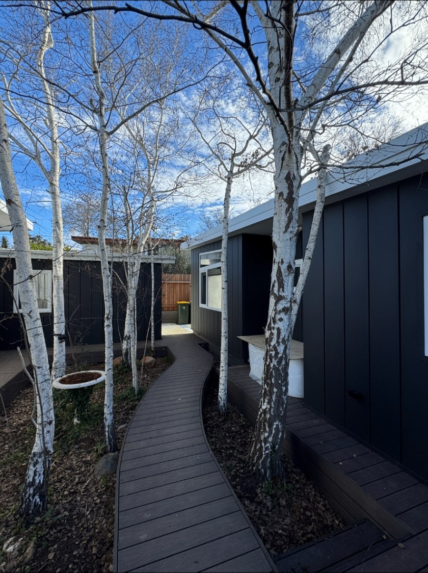 Timber deck walkway running through a courtyard of silver birches